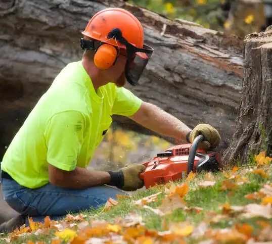 tree services Cohoes